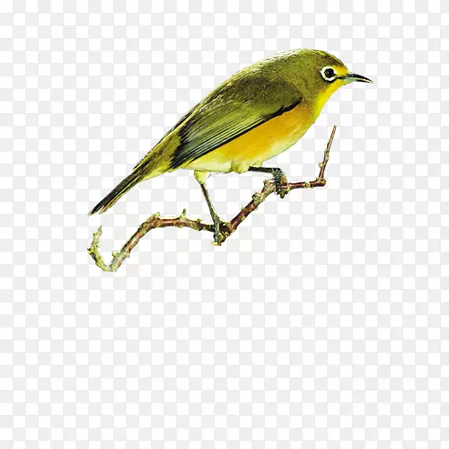黄鹂鸟图案