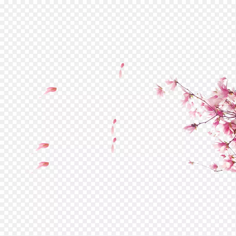 淡粉色漂亮的梅花