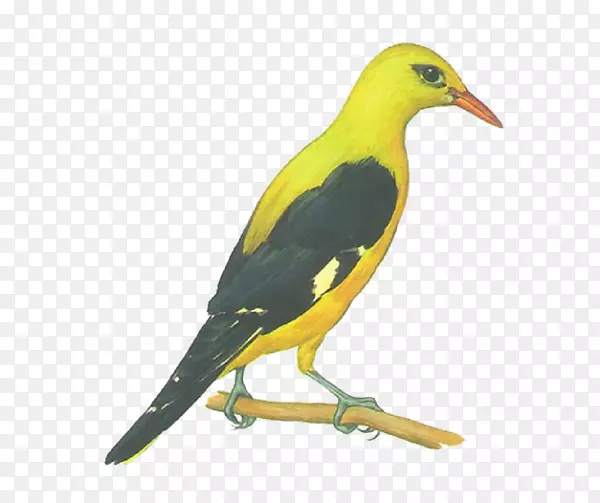 黄色啄木鸟