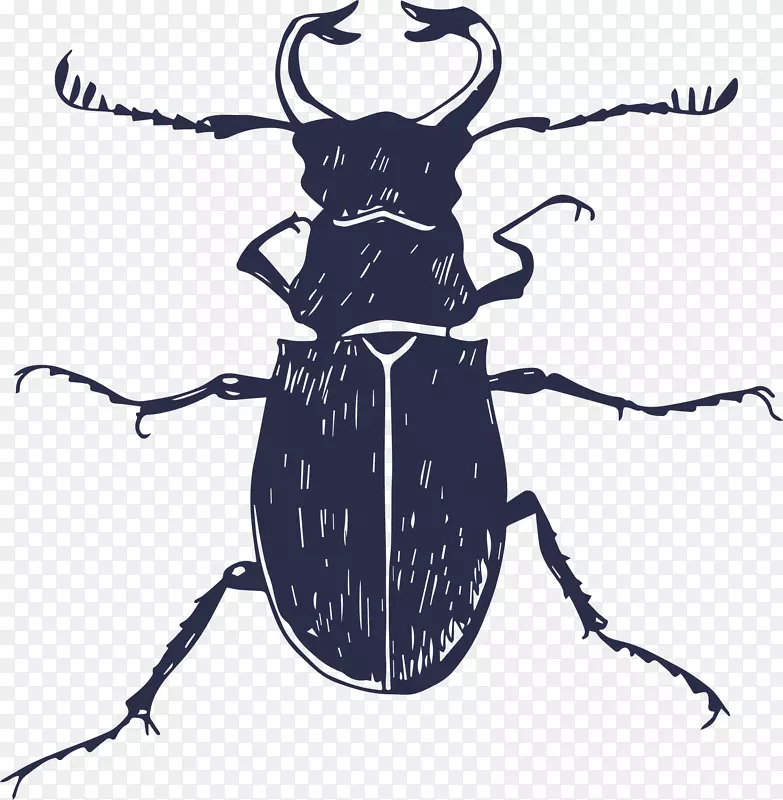 手绘甲虫