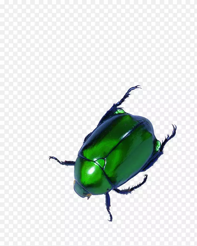 绿甲虫