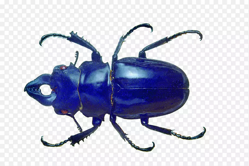 蓝色甲虫