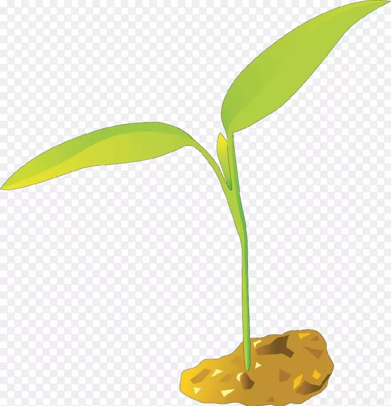 小绿芽长在土壤