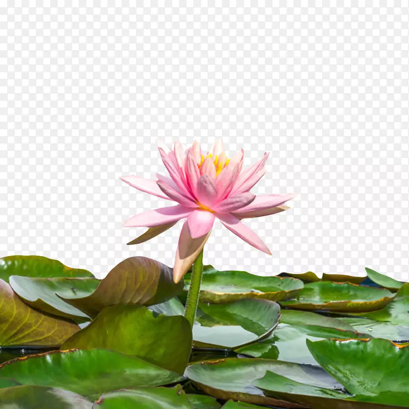 粉红色纯洁的在池塘里的水芙蓉实