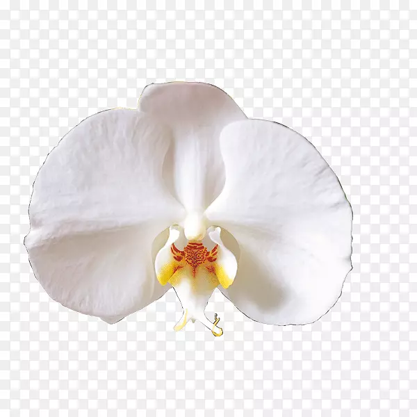 纯白色的花