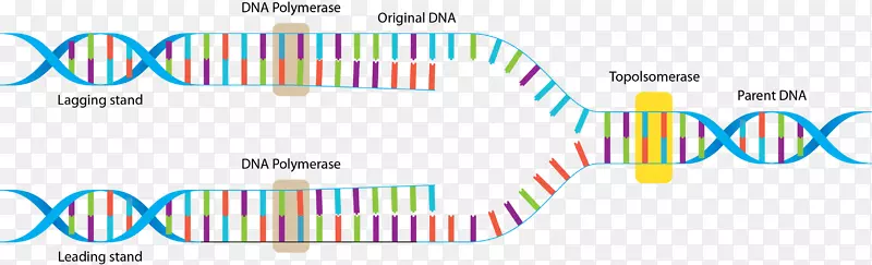 双螺旋细分矢量DNA