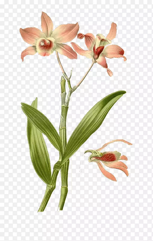 手绘百合花