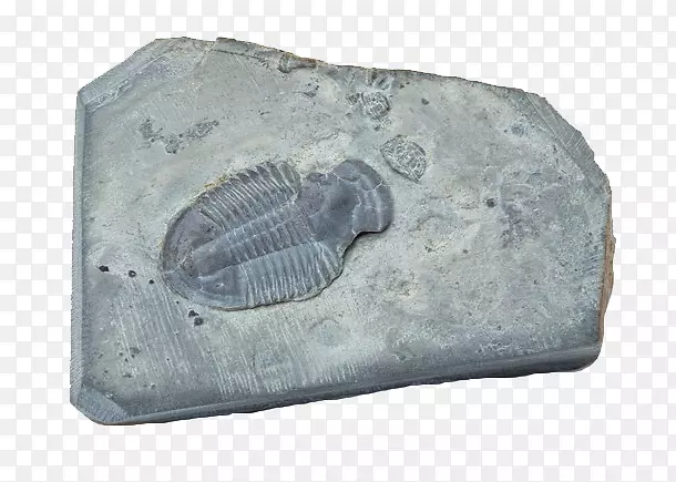 灰色浮游生物化石