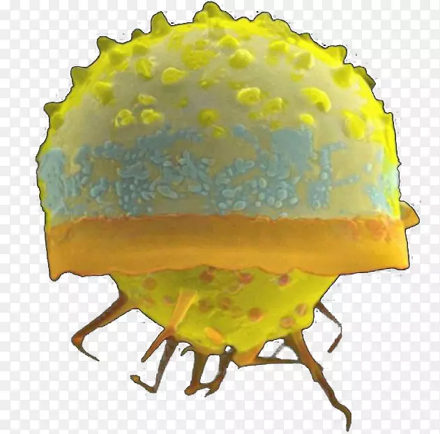 硅藻是单细胞浮游藻类植物