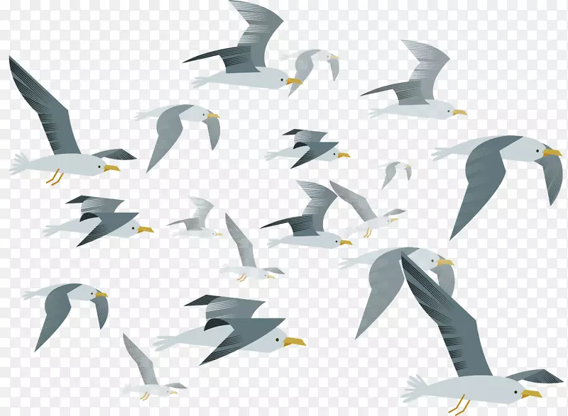 灰白色空中飞翔的海鸥