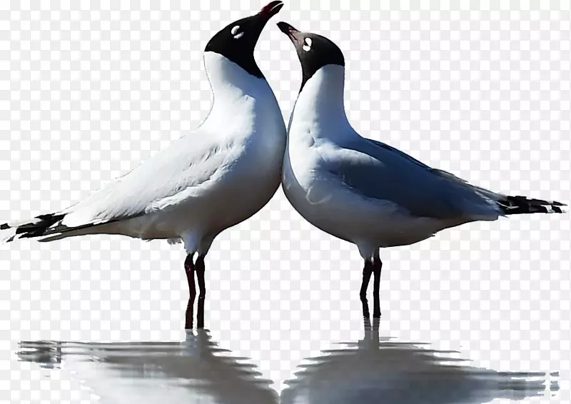 海鸥鸟类动物