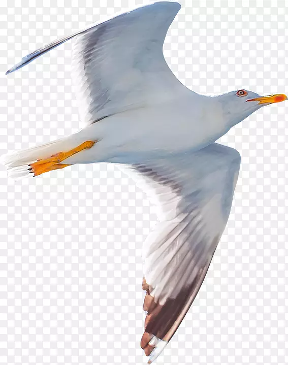 海鸥飞翔微距摄影