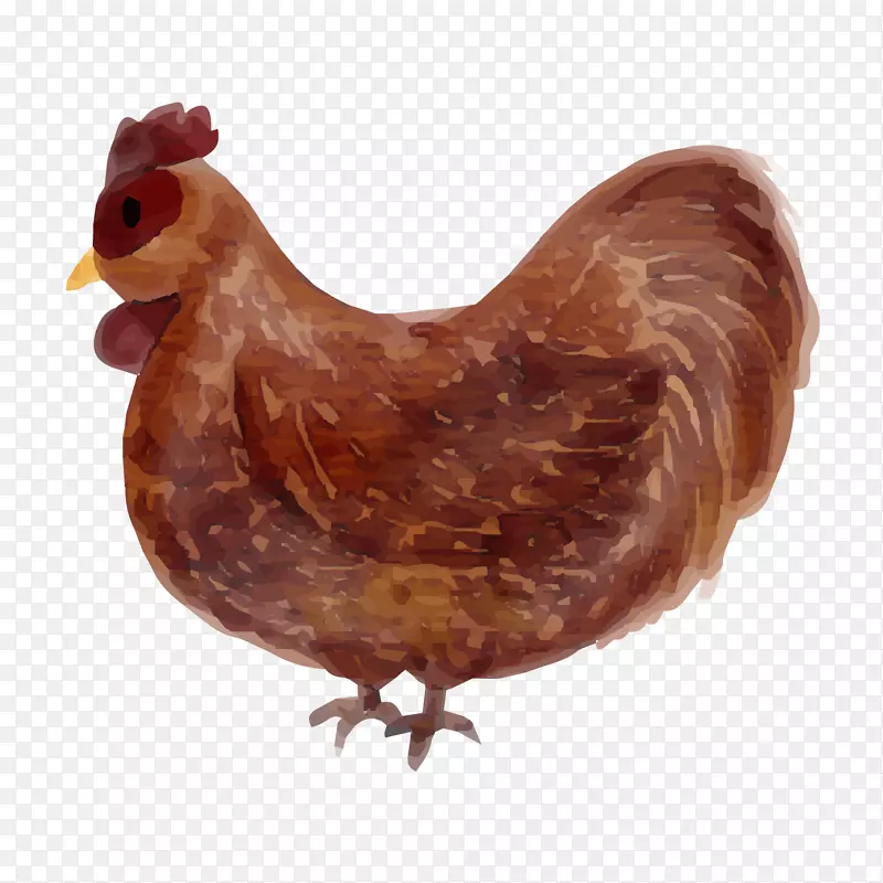 水彩手绘母鸡设计矢量图
