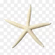 海星素材