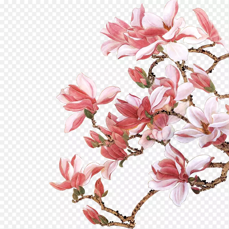 花枝PNG图片素材下载_图片编号7395841-PNG素材网