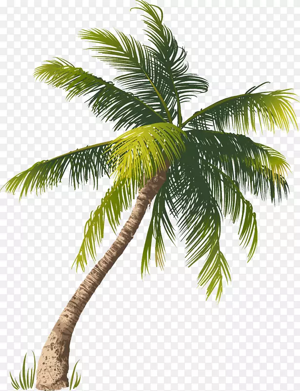 一颗椰树