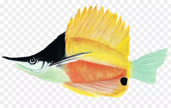 彩色尖头鱼