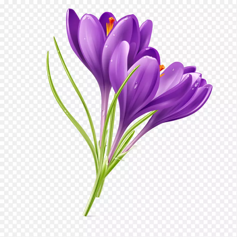 手绘紫色藏红花