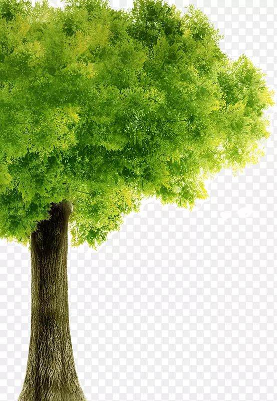 绿色的树木