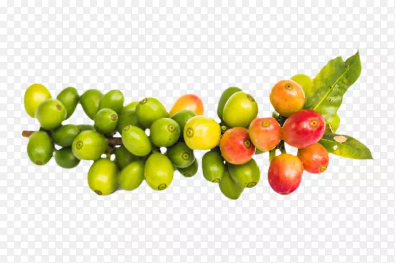 绿色茂盛的咖啡果实物