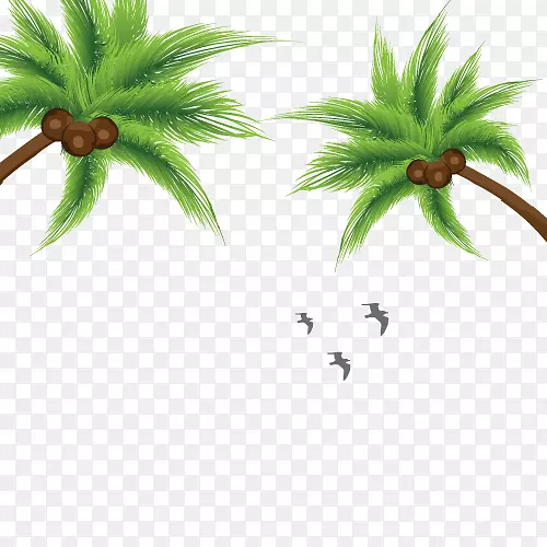 椰子树上挂椰子灰色海鸟