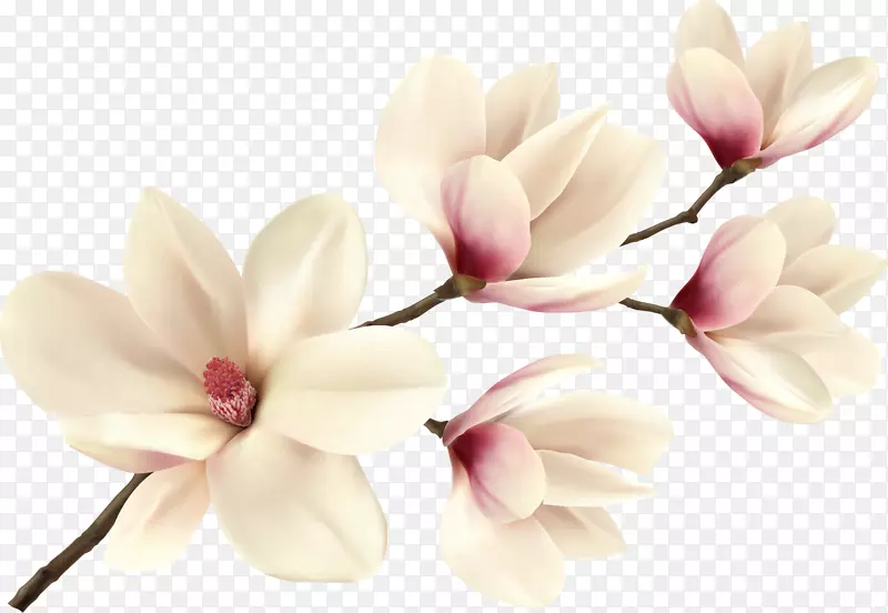 白色花朵装饰图案