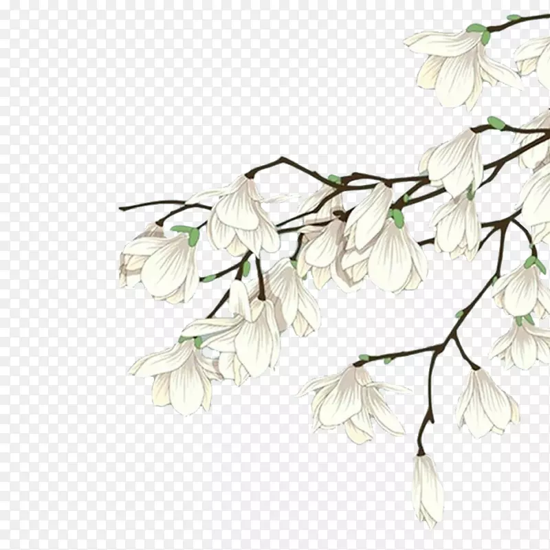 白色手绘木兰花