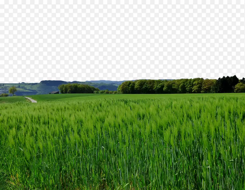 绿色麦田