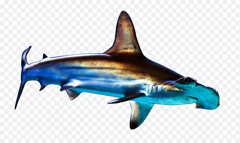 海洋扁鲨-shark
