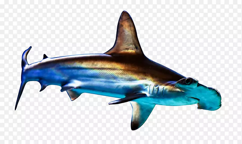海洋扁鲨-sharkPNG图片素材下载_图片编号7400020-PNG素材网
