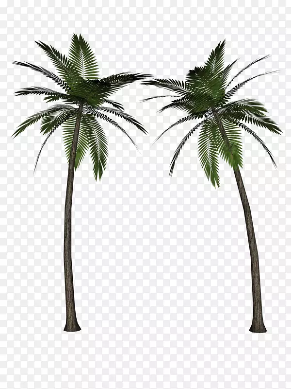 椰子树免抠素材