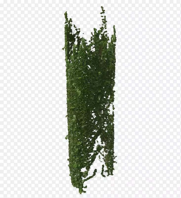 墙上绿色藤蔓垂吊植物