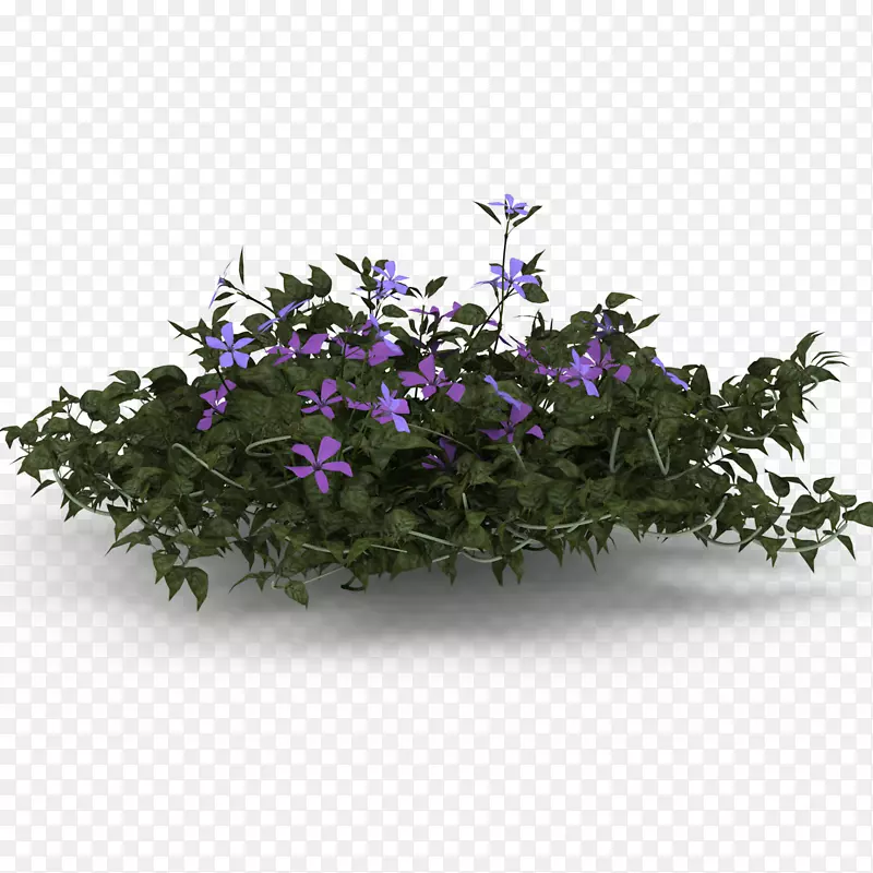 紫色花草垂吊植物