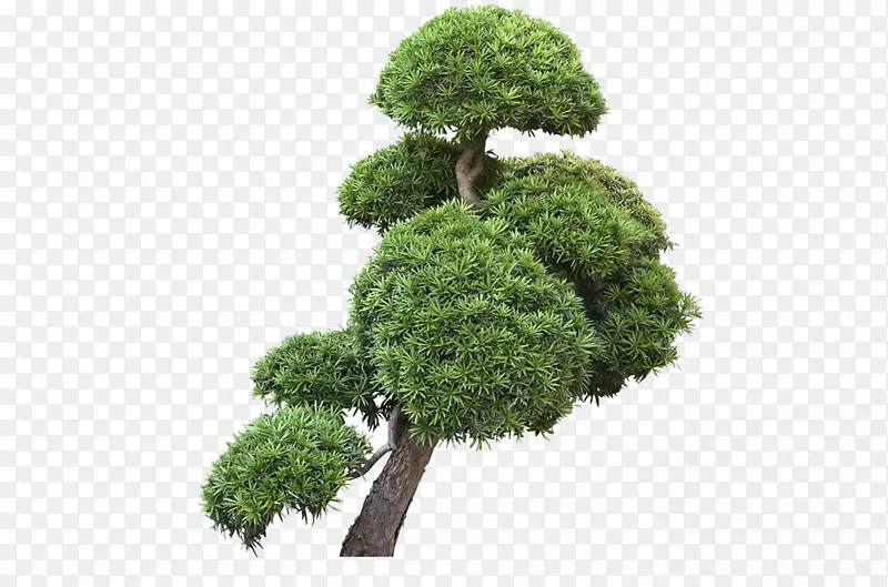 一棵大松树PNG图片素材下载_图片编号7407381-PNG素材网