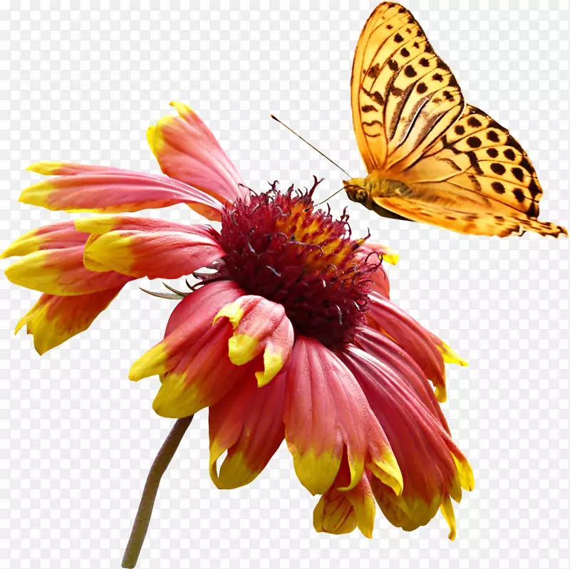 超唯美黄色彩色蝴蝶动物菊花花朵