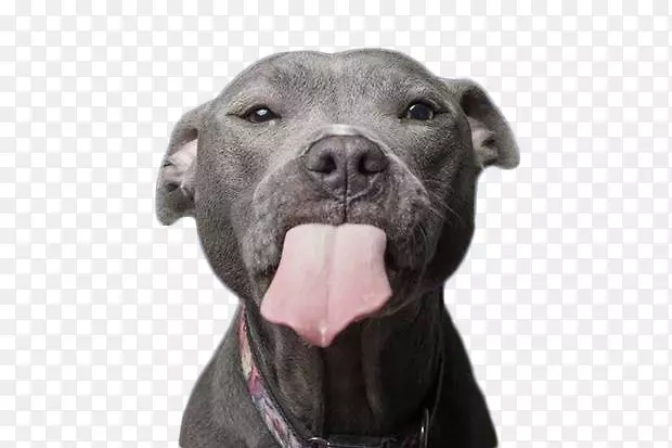 伸舌头的小黑狗素材图片