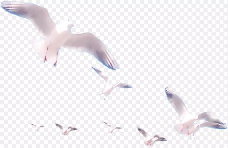 一群白色鸽子飞舞