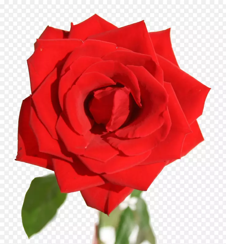 红色的鲜艳的玫瑰花