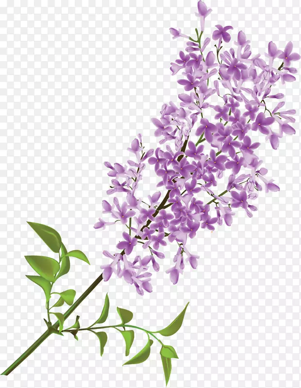 紫色丁香花手绘画
