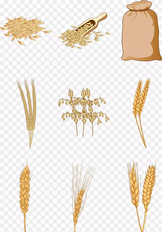 手绘小麦粮食矢量素材