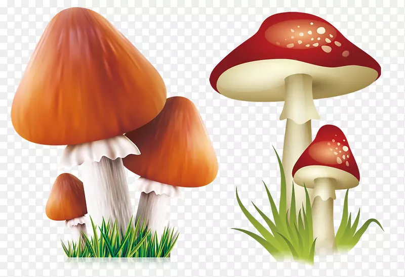 手绘蘑菇香菇