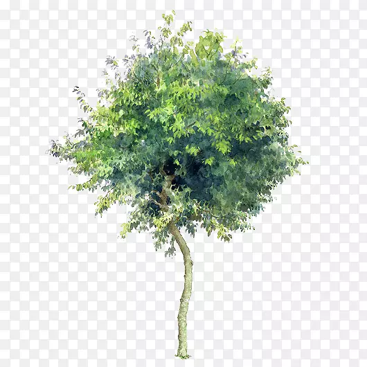 透明树木树木背景元素