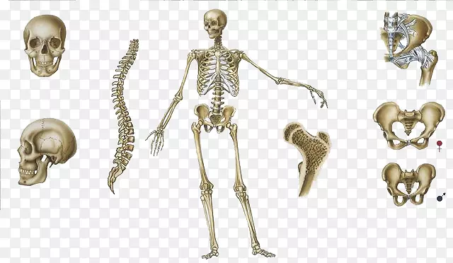 手绘人体骨骼结构图