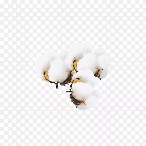 白色棉花团