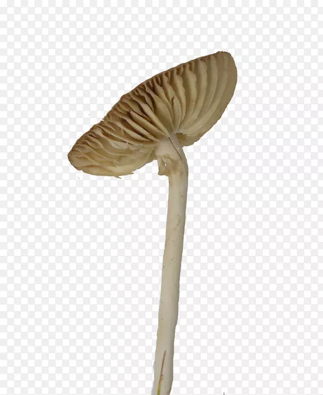 歪头的伞状蘑菇
