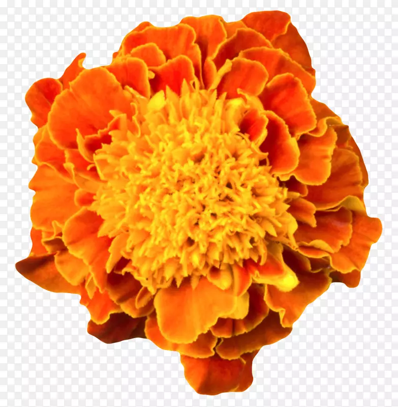 橙红色鲜艳的凌乱的一朵大花实物