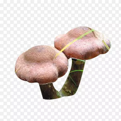 伞形榛蘑图片素材