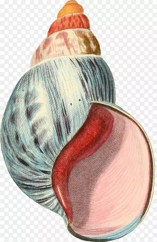 颜色丰富的手绘海螺壳