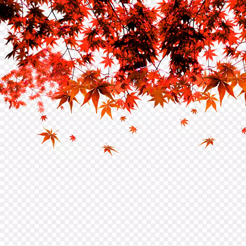 红色枫叶图案