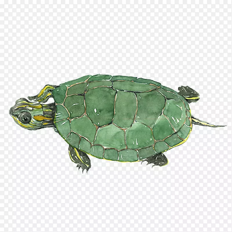 绿色可爱小乌龟图案